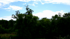 Видеосъемка фотоаппаратом Nikon D500