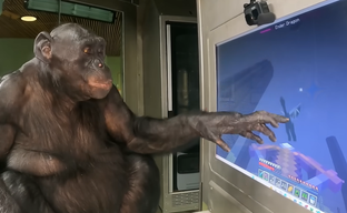 Kanzi, the chimpanzee who could play Minecraft and Pac-Man, has died