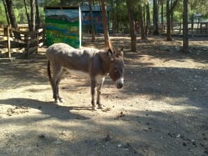 камера Sony Xperia go — примеры снимков