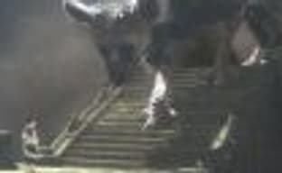 Фумито Уэда о «поиске баланса» при проработке поведения Trico в The Last Guardian