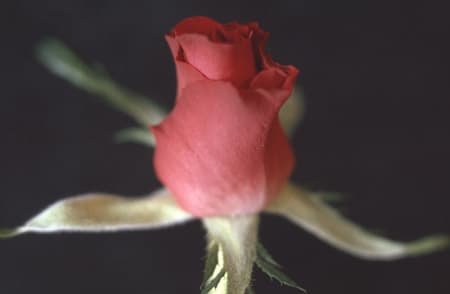 Epson Perfection 4990 Photo