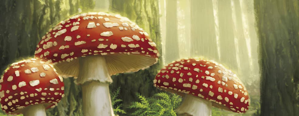 Symbiotic Domination: Pre-order Opens for the "Mushrooms and Roots" Board Strategy Game