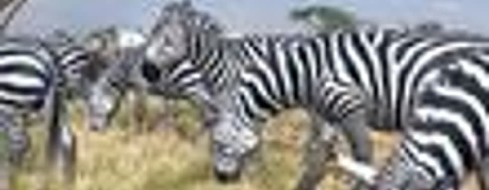 Afrika для PS3 в августе?