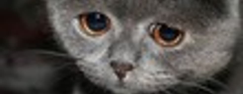 Activision не имеет претензий к Double Fine насчет Brutal Legend