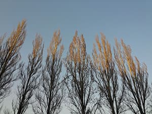 Фотографии смартфона LG Optimus G Pro