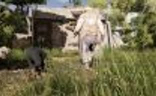 Die Young - выжить на острове