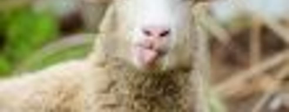 Овца + Bayonetta = Catherine? Что хочет сказать Sega?