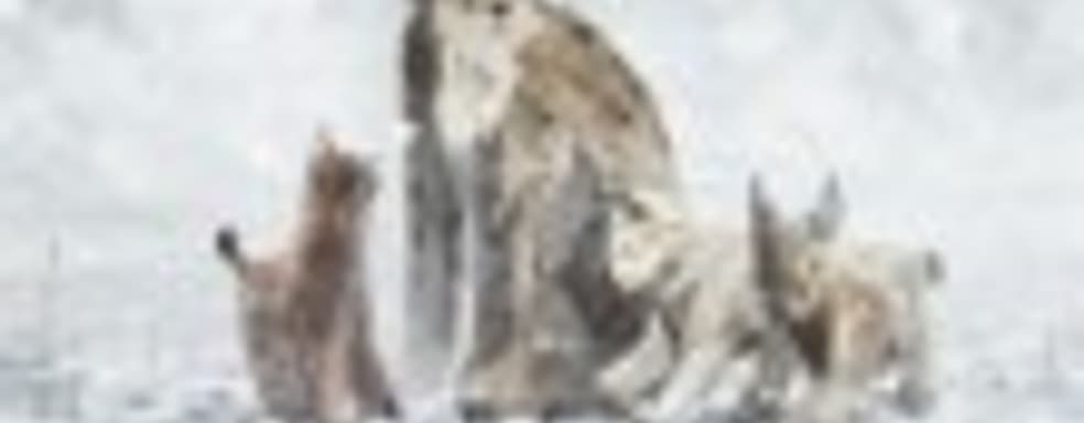 Shelter 2 в продаже