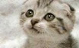 Kotick о Schafer'е, 3D, Kinect и новых аксессуарах