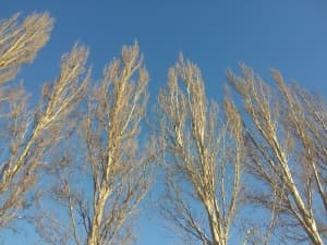 Обзор Meizu MX2