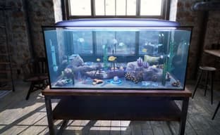 Анонсирован симулятор домашнего аквариума Fishkeeper