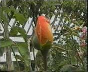 кодек ASV2 с качеством