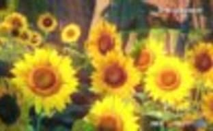 GDC-трейлер CryEngine 3