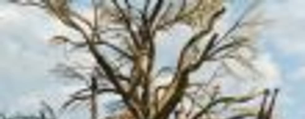 Дерево висельников в европейской версии трейлера The Witcher 3 для Switch подверглось цензуре