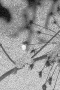 DIMAGE Scan Dual III