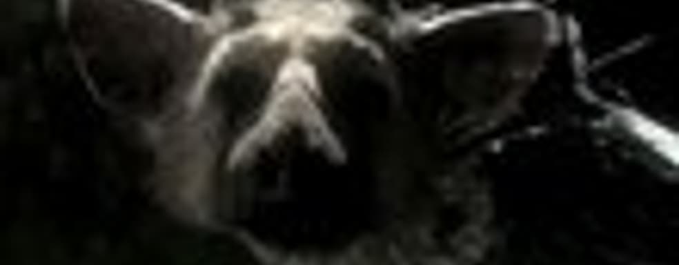 The Last Guardian и ICO/Shadow of the Colossus Collection вновь отложили