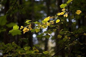 фото