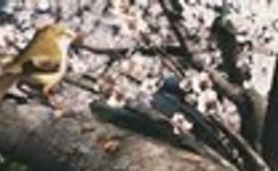 Техно-демо Nintendo Wii U 