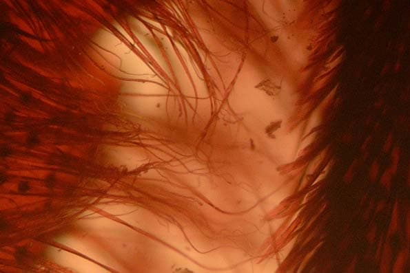 Фрагмент лапки пчелы