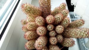 Обзор смартфона Leagoo M8