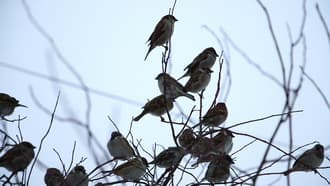 Видеокамера Canon EOS C100