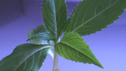 Посмотреть в полный размер