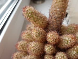 Смартфон Samsung Galaxy S8+