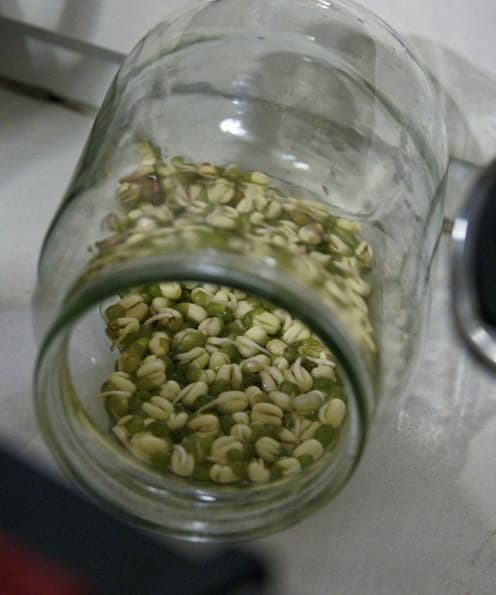 Проращиватель Rawmid DS-01