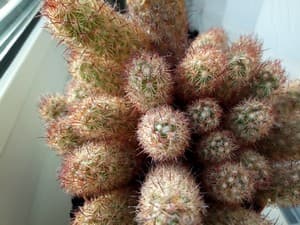 Смартфон Meizu M5s