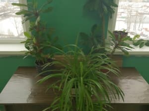 обзор смартфона Sony Xperia Z