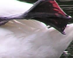 фрагмент 1:1