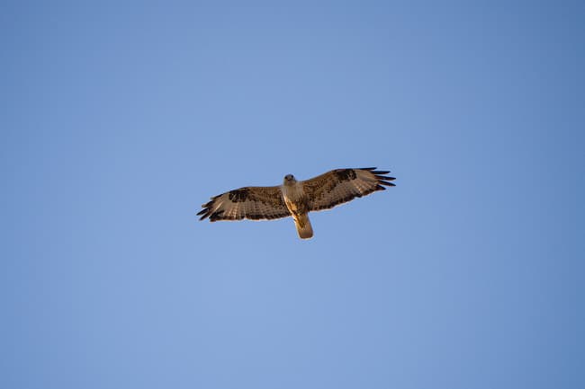 Panasonic GH3 — система фокусировки