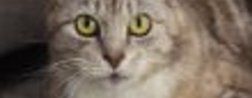 Bethesda поможет кошкам из приютов найти хозяев