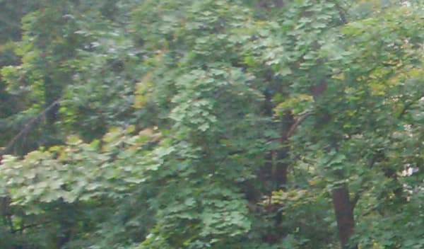 Снимок на тыловую камеру смартфона BlackBerry Q5