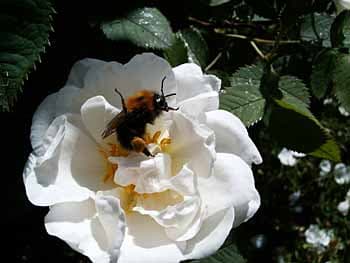 Samsung Digimax U-CA 401