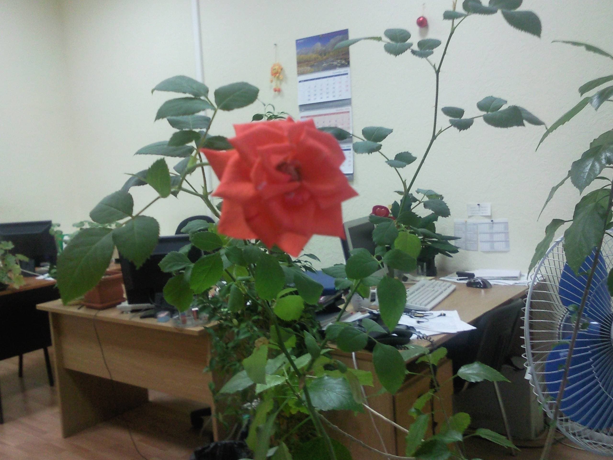 Пример фотографии улица