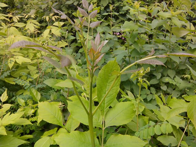 Обзор ThL W8. Демонстрационный снимок