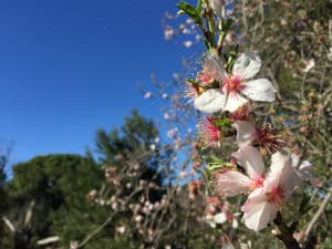 Снимок на Apple iPhone 6