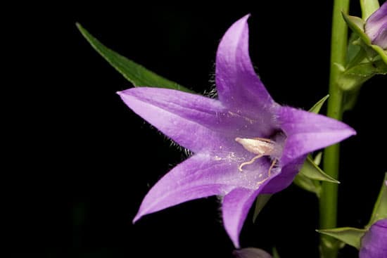 Рассеиватель, типа кольцевой