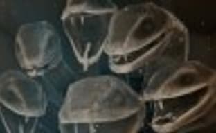 Aragami: длинная тень