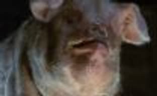 Анонсирована игра по «Скотному двору» Оруэлла