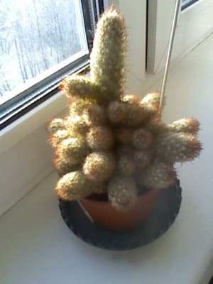 Обзор LG Optimus L9