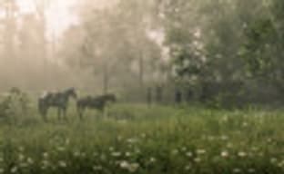 Steam животворящий! Продажи Red Dead Redemption 2 после релиза на платформе Valve увеличились вдвое