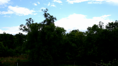 Видеосъемка фотоаппаратом Nikon D500