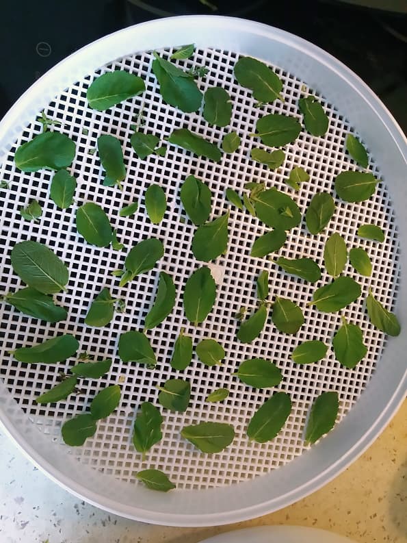 Электросушилка для продуктов Ротор «Дива» СШ-007