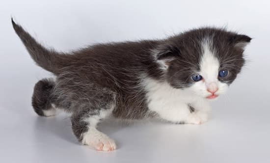 Фотосъемка котят