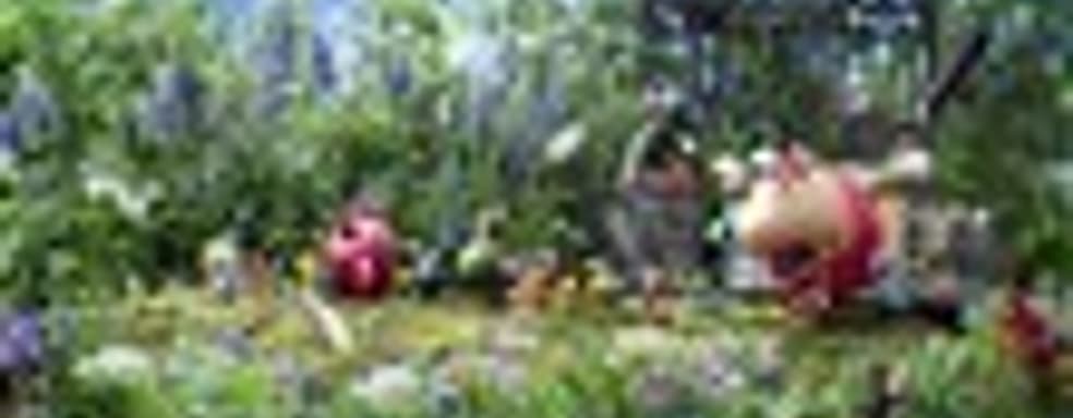 Pikmin 4 выйдет очень скоро