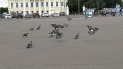 Видеокамера Sony HDR-CX900