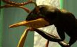 Конфликт среди разработчиков Ant Simulator, касательно нецелевого использования средств пользователей