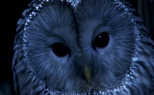 Глава разработчиков первой части The Witcher делает проект Werewolf: The Apocalypse – Heart of the Forest